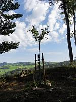  20. August 2011 - Nach einer Wanderung von Altstätten habe ich Samuels Ginkgo besucht